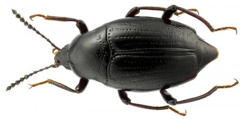 Réf. 102 327 : Scaphium immaculatum