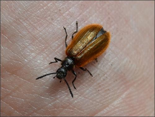 Lagria sp.