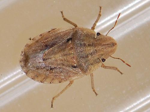 Réf. 102 833 : Sciocoris sulcatus