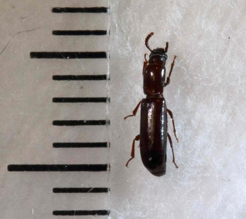 Réf. 102 788 : Corticeus unicolor