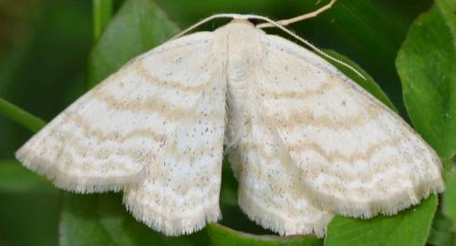 Réf. 102 548 : Scopula immutata