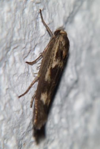 Réf. 102 930 : Scythris limbella