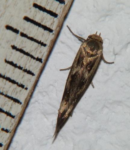 Scythris limbella