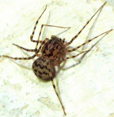 Scytodes thoracica