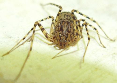 Scytodes thoracica