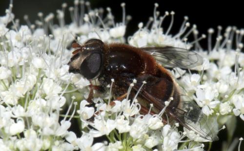 Réf. 102 903 : Eristalis cryptarum