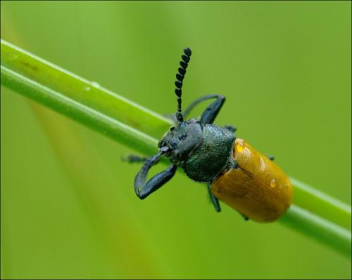 Réf. 102 063 : Labidostomis taxicornis