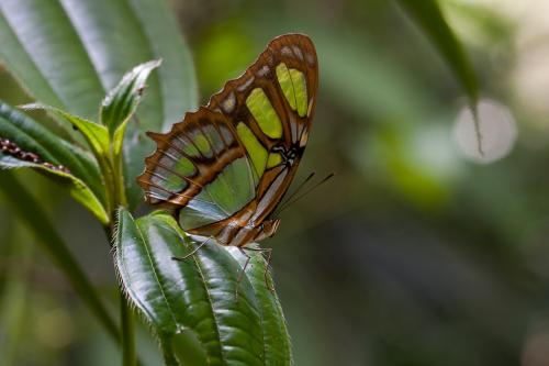 Siproeta stelenes