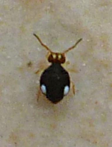 Sminthurinus sp.