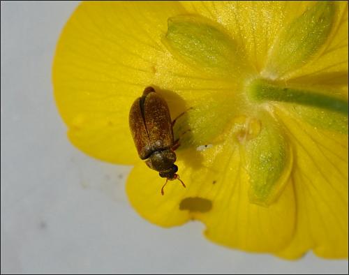 Byturus sp.