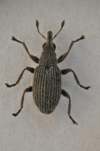 Squamapion flavimanum
