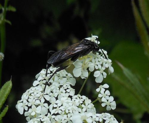Macrophya montana