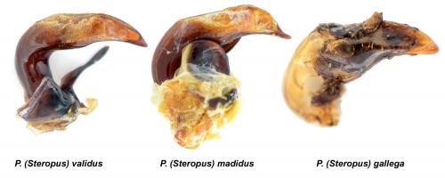 Pterostichus divers