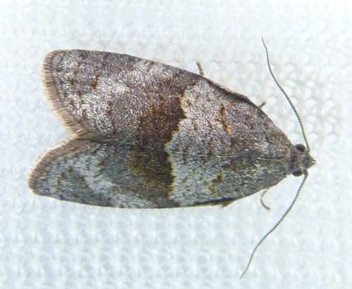 Syndemis musculana