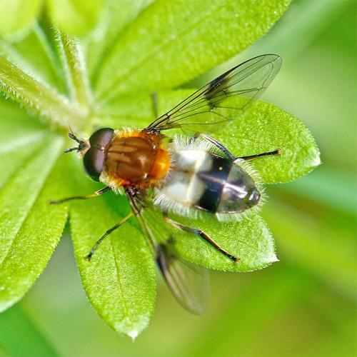 Réf. 102 115 : Leucozona lucorum