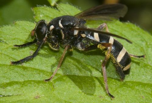 Temnostoma bombylans