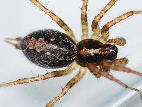 Textrix sp.
