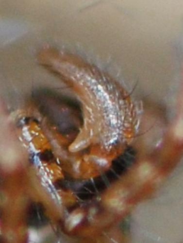 Textrix sp.