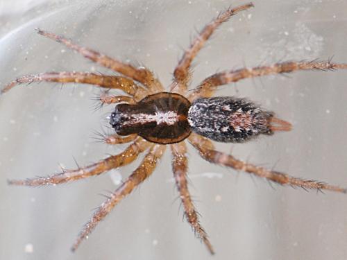 Réf. 102 453 : Textrix sp.