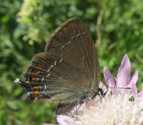 Réf. 102 860 : Satyrium ilicis