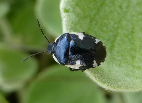 Tritomegas sexmaculatus