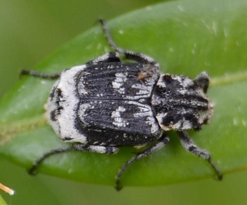 Réf. 102 268 : Valgus hemipterus