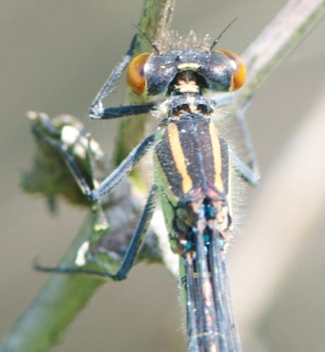Erythromma viridulum