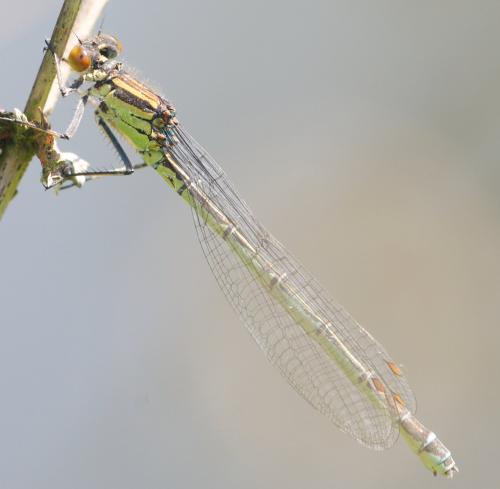 Erythromma viridulum