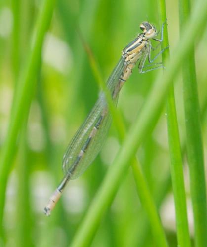 Réf. 102 900 : Coenagrion hastulatum