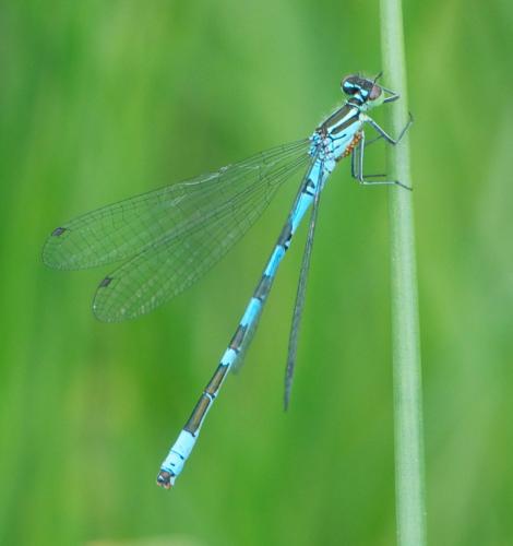 Réf. 102 907 : Coenagrion hastulatum