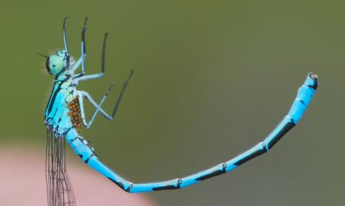 Coenagrion sp.