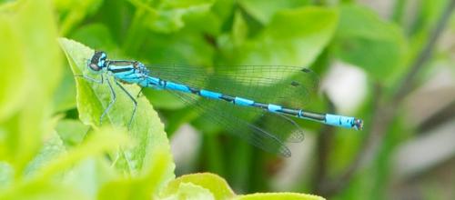 Coenagrion hastulatum