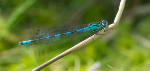 Réf. 102 899 : Coenagrion hastulatum