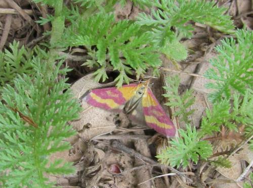 Pyrausta virginalis