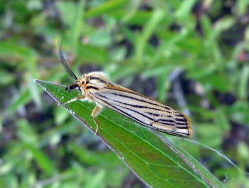 Réf. 102 796 : Coscinia striata