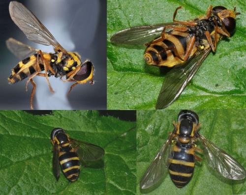 Philhelius laetum