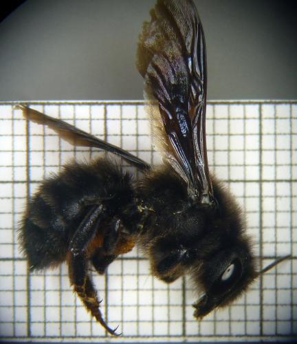 Réf. 102 500 : Megachile parietina
