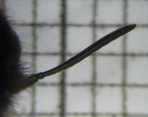 Réf. 102 501 : Megachile parietina