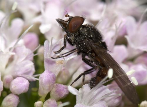 Réf. 102 332 : Rhingia borealis