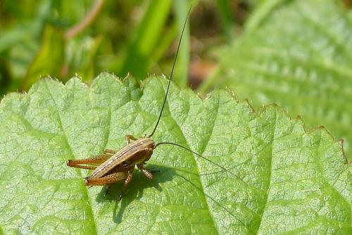 Réf. 102 529 : Tettigoniinae inconnu