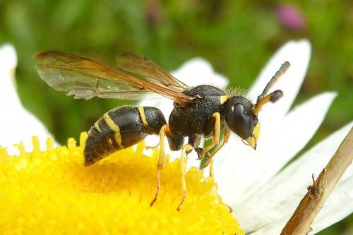Réf. 102 590 : Odynerus sp.