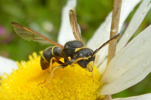 Odynerus sp.