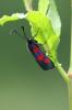 102329 – Photo : Marine Kreder – France (64)