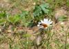 102499 – Photo : Adeline Brissaud – France (30)