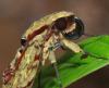 102775 – Photo : Stefschott – Guyane française