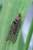 Osmylus fulvicephalus
