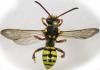 102690 – Photo : Arthropa - Benoit Martha – France (71)