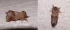 102221 – Photo : Arnaud Jean-Pierre – France (09)