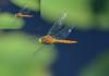 102109 – Photo : Jean-Claude Jamoulle – France (06)