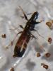 Brachyplax tenuis